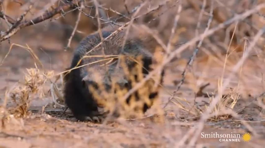 A Honey Badger and Mole Snake Fight to the Death