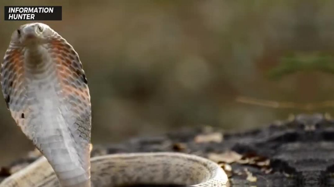 ⁣THE 5 MOST POISONOUS SNAKES IN THE WORLD!