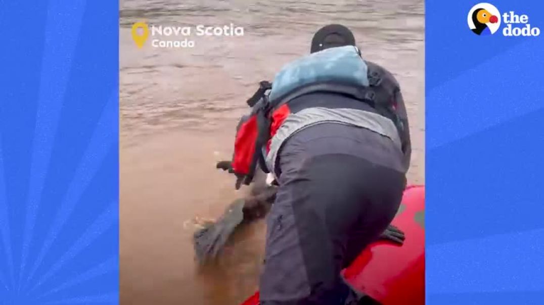 ⁣Guy Saves Bald Eagle From Drowning In River   The Dodo Faith = Restored