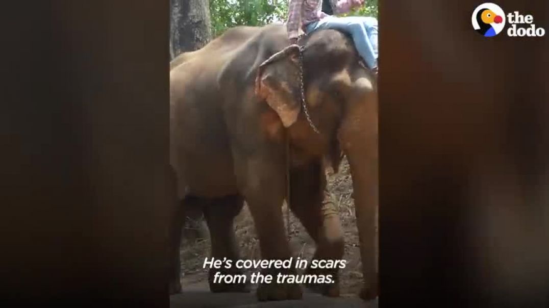 ⁣Elephant Chained Up For Years Has The Best Reaction To Freedom   The Dodo