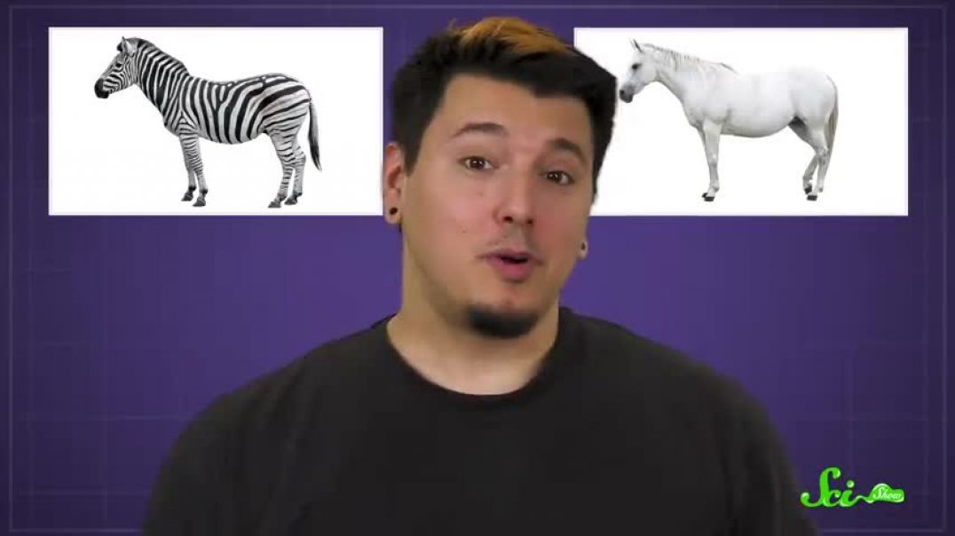 ⁣Why Don't Humans Ride Zebras?