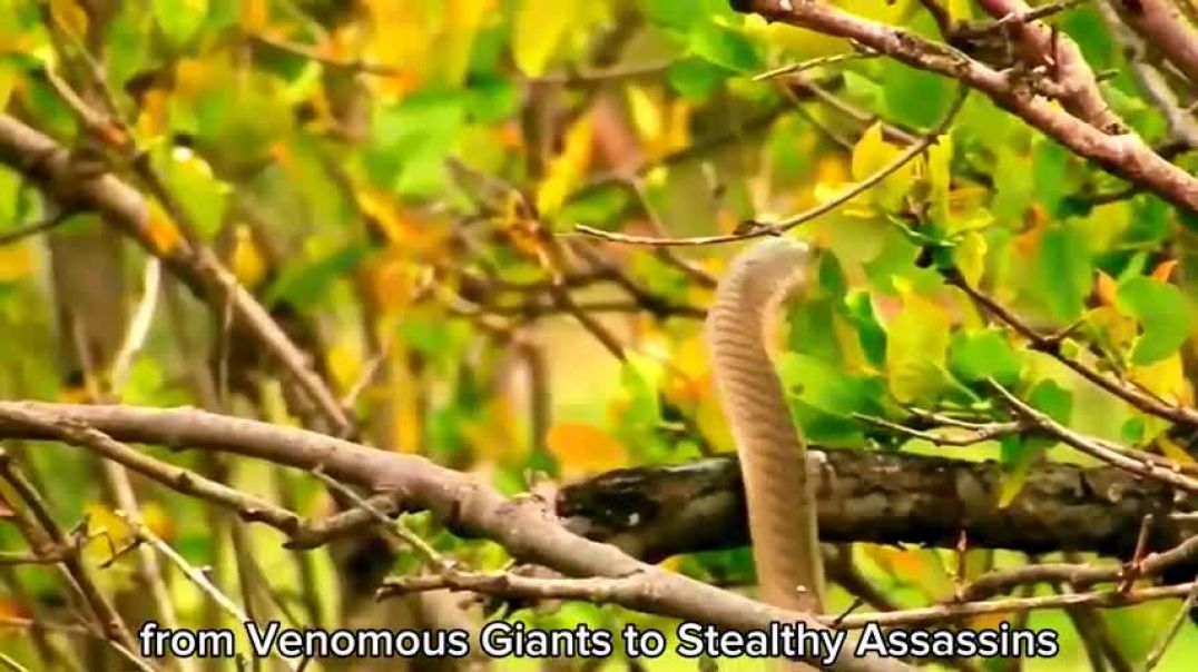 ⁣What are the top ten deadliest snakes in history