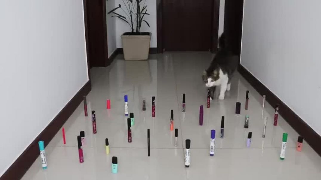 ⁣Obstacle Challenge CAT vs DOG