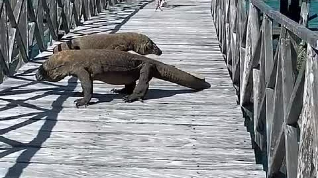 Huge Komodo Dragons Chases Tourists