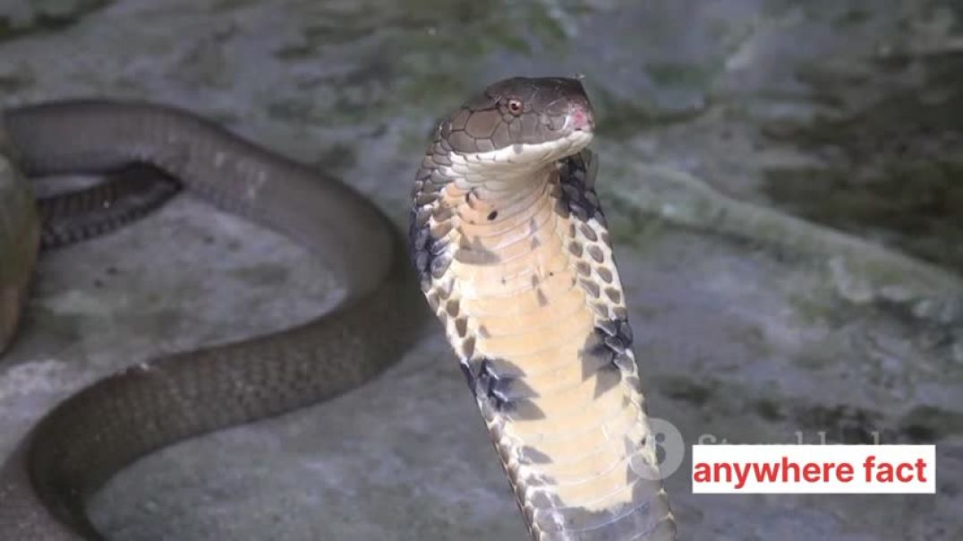 ⁣Top 10 Most Dangerous Snakes A Deadly Encounter