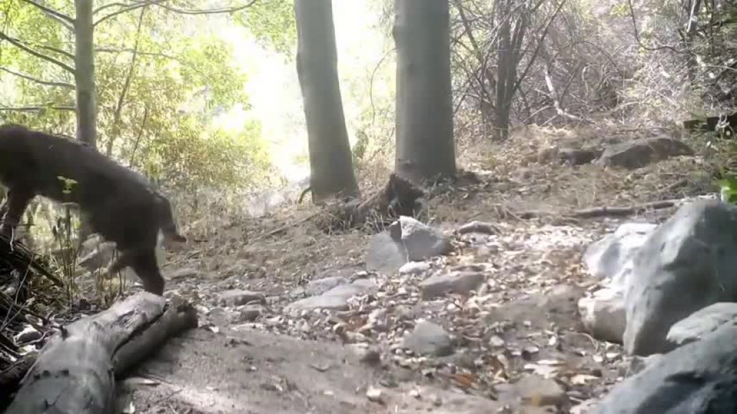 ⁣Bobcat Kills Rattlesnake While Fighting - 1147348