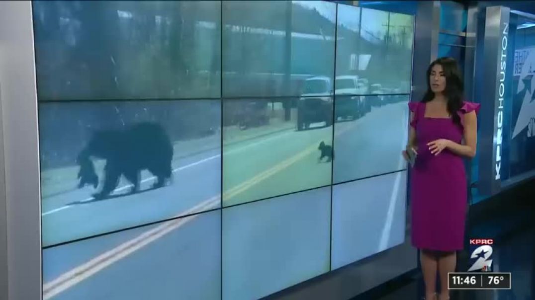 Mama bear crossing the road with cubs video gives moms everywhere all the feels