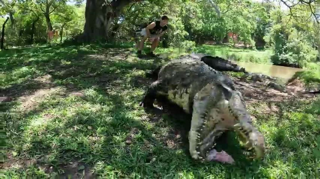 ⁣World's Largest, Oldest Nile Crocodile? Henry!
