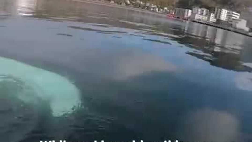 ⁣Beluga Whale Steals Camera And Returns It