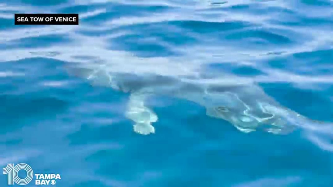 Shark feeds on whale carcass off coast of Venice, Florida