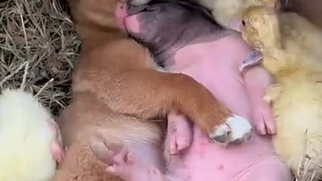 There are really cute pig friends and dog friends