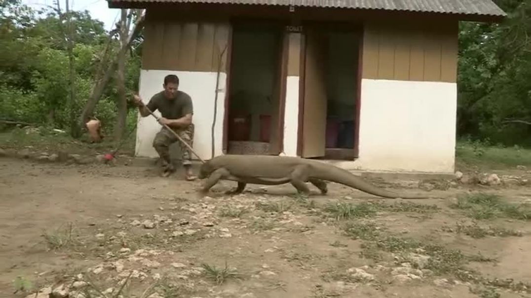 Largest Lizard on Earth   The Komodo Dragon   Deadly 60   Indonesia   Series 3   BBC