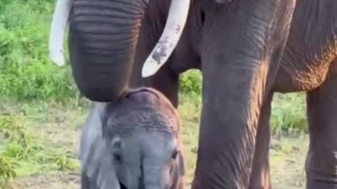 ⁣Mama elephant tries to stop stubborn baby from entering tourist bus