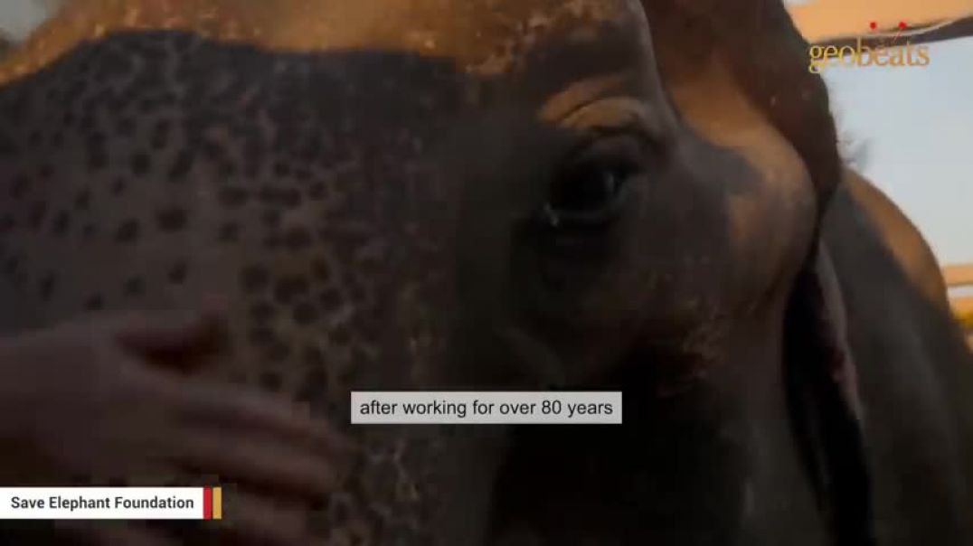 ⁣Elephant tastes freedom after 85 years