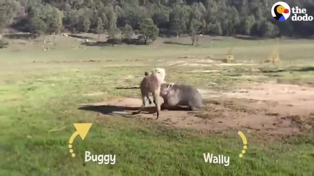 ⁣Wombat And Kangaroo Are Obsessed With Each Other   The Dodo Odd Couples