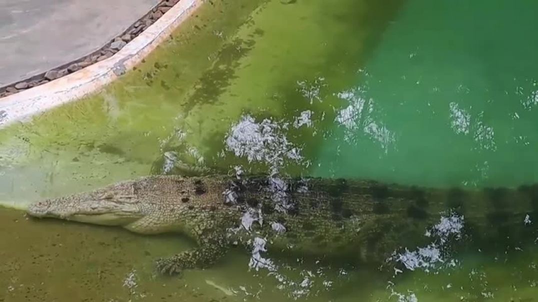 ⁣Crocodile Show complete free online Adventure Land  Langkawi  Malaysia  2023