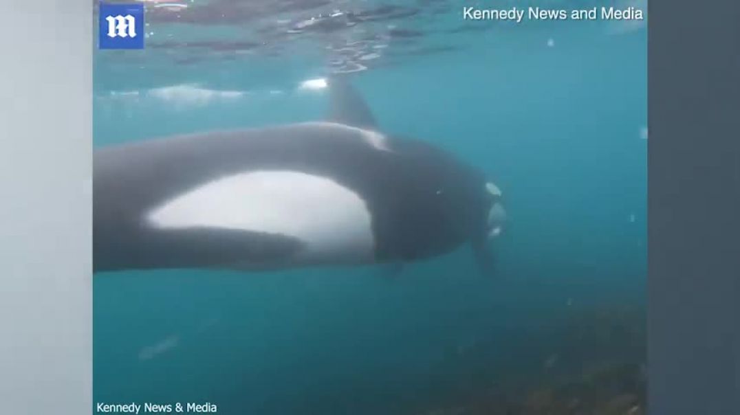 ⁣Incredible moment killer whales brush past swimmer in New Zealand