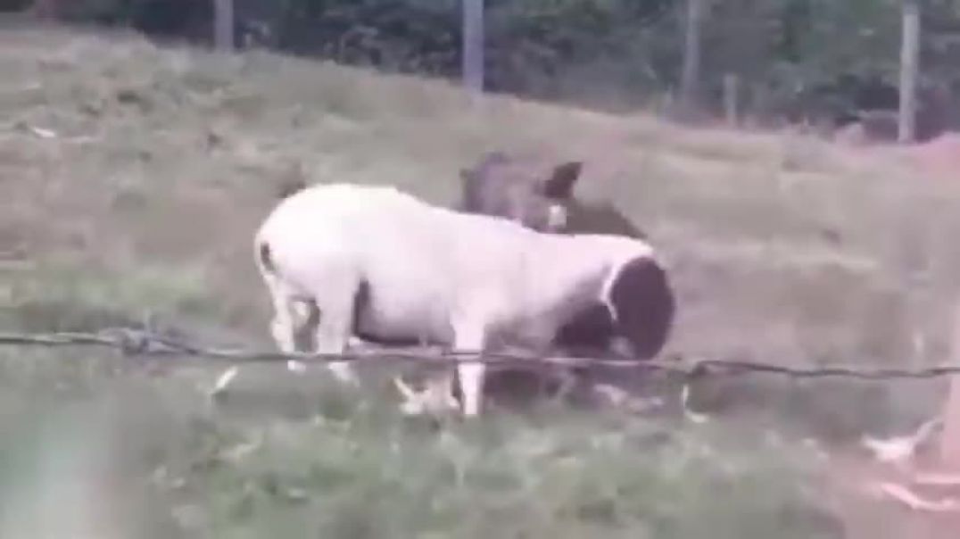 ⁣This Sheep Killed a Cow