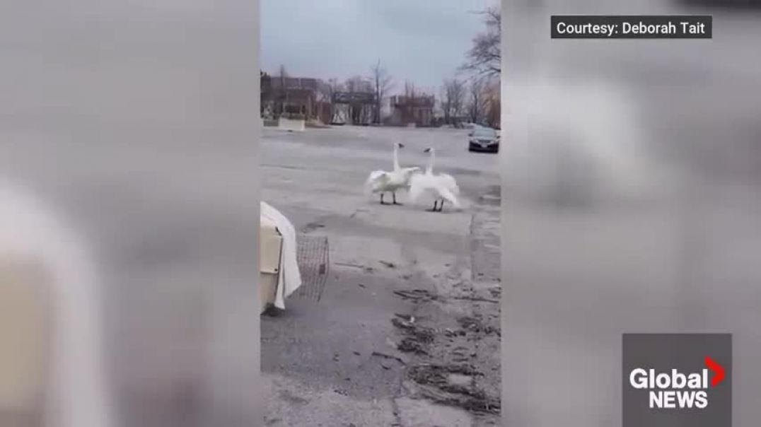 ⁣“Magical” reunion of Toronto swan pair goes viral