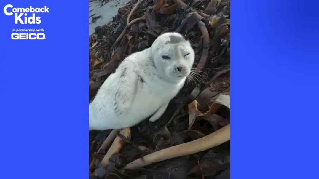 ⁣Tiny Lost Seal Grows Up To Be Blubbery And Hilarious   The Dodo Comeback Kids