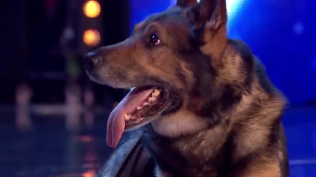 ⁣Heroic police dog Finn moves the Judges to tears   Auditions   BGT 2019