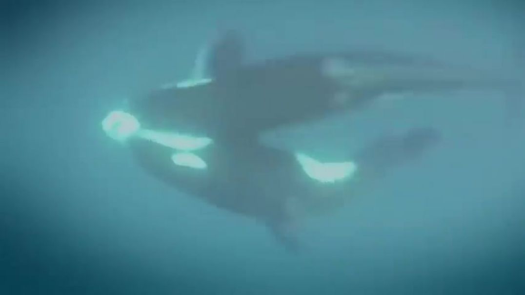⁣Killer Whales Eating Shark Liver