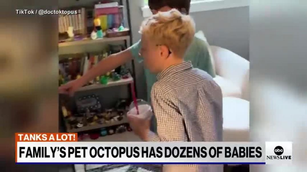 ⁣Father and son go viral after their pet octopus gives birth to 50 babies