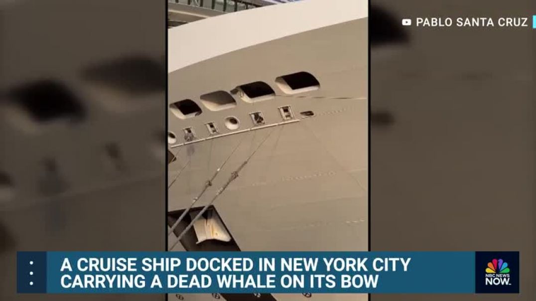 ⁣Video shows dead whale on the bow of a cruise ship docking at New York City