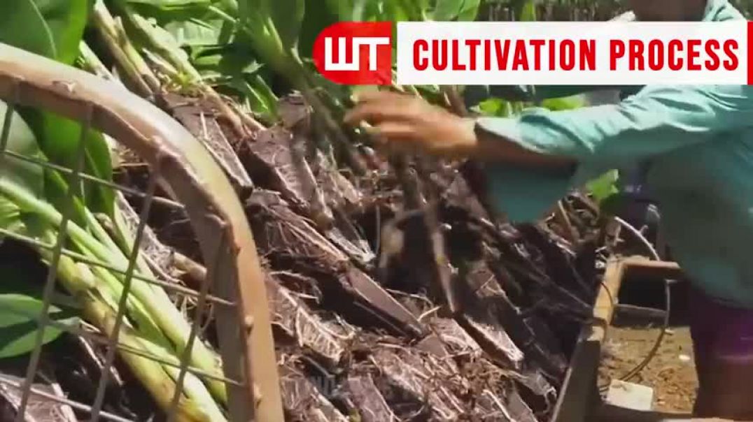 ⁣How Millions of Banana Harvested & Processed | Banana Chips Factory
