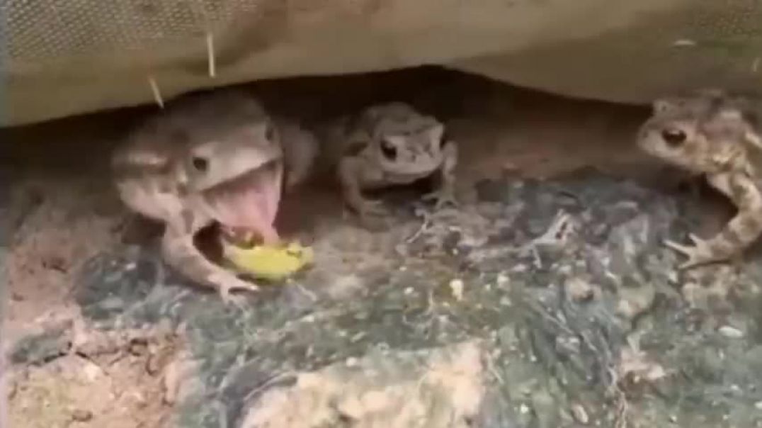 ⁣This Komodo Dragon Will Eat Wrong Prey