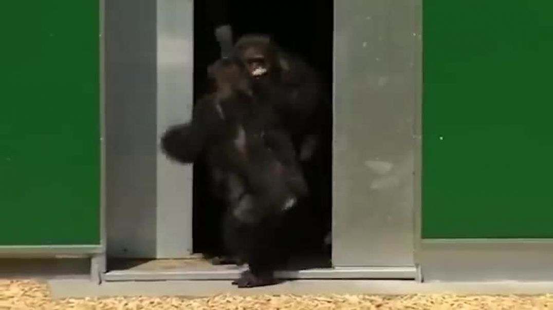 ⁣Watch These Animals Being Freed For The First Time   Emotional Moments !