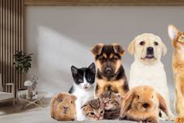 Selecting the Perfect Pet for Your Lifestyle Made Easy: Experts 7 Tips