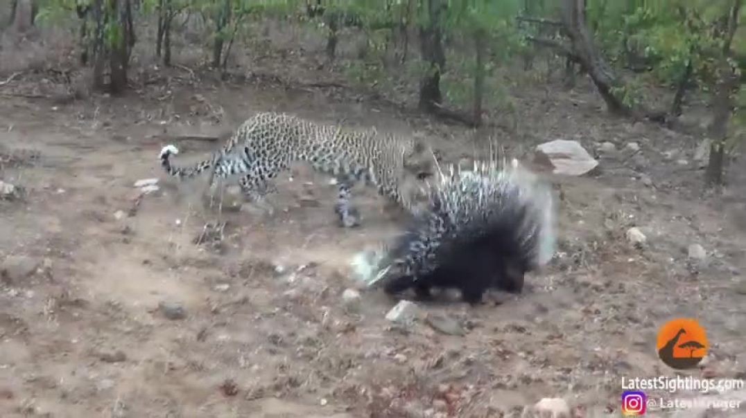 Silly leopard taking on porcupine at high speed will make your day!
