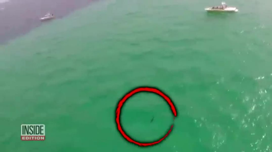 ⁣Vacationers Spot Sharks in Water While Parasailing