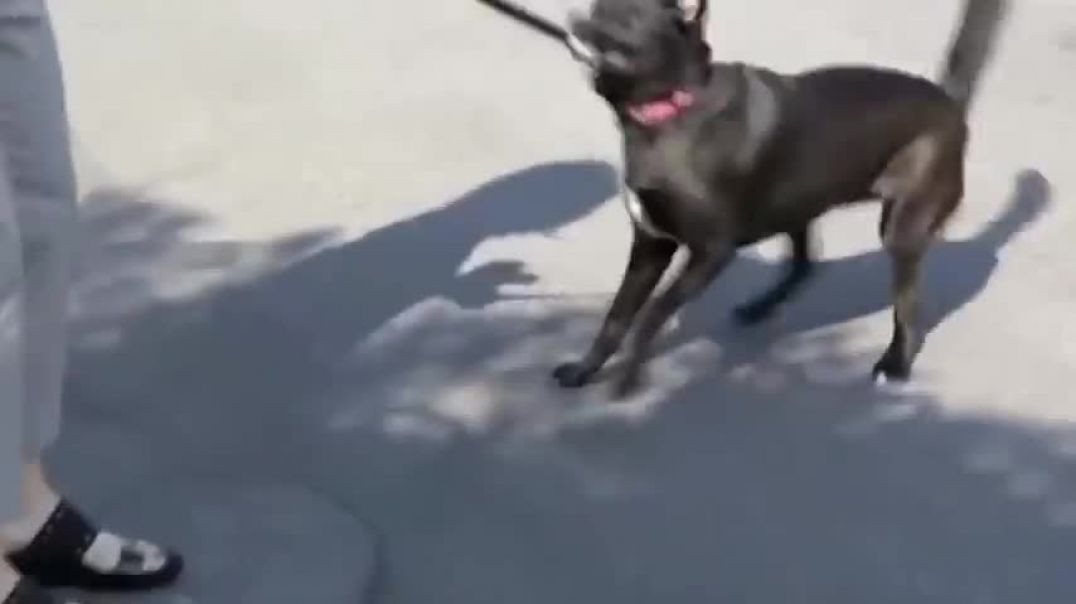 ⁣Aggressive or Insecure Dog   Cesar 911