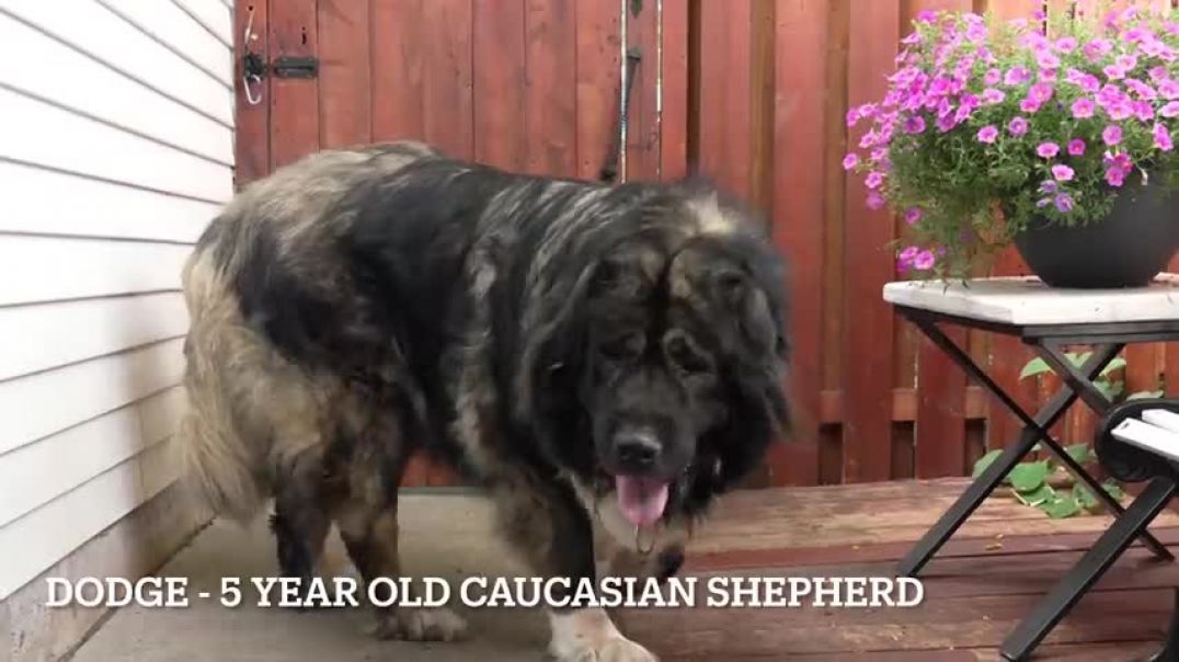 ⁣ALONE with a 220lbs Caucasian Shepherd (Ovcharka)