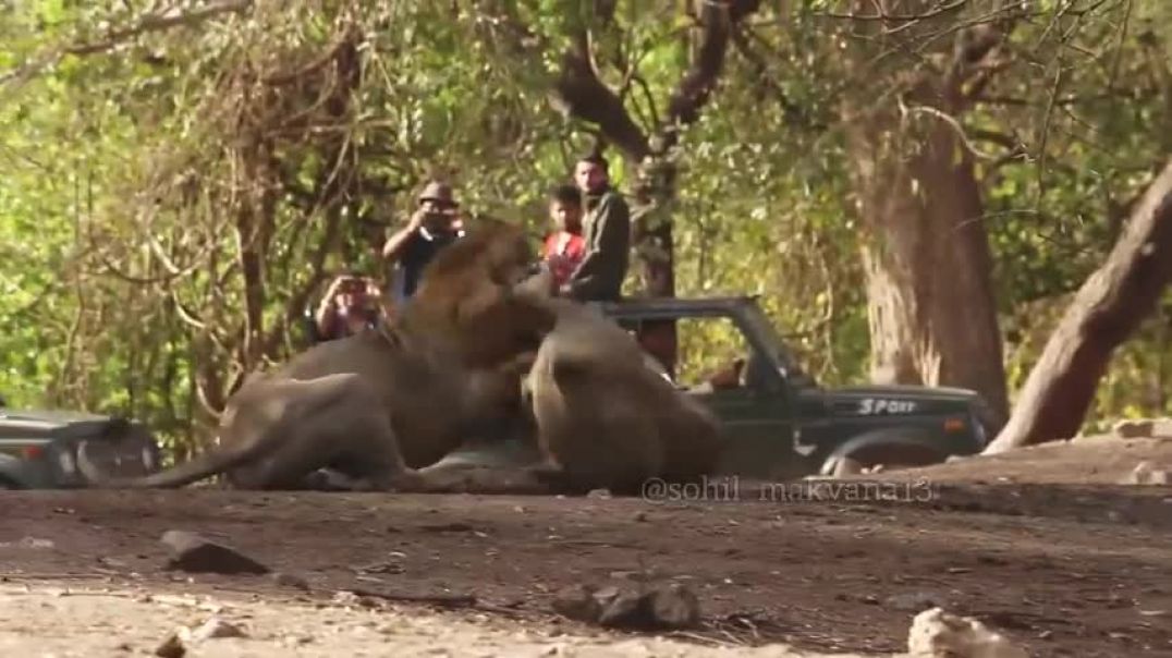 ⁣Lion fight Rare sighting Gir jungle safari  incredible video #girnationalpark #male lion #Asiatic
