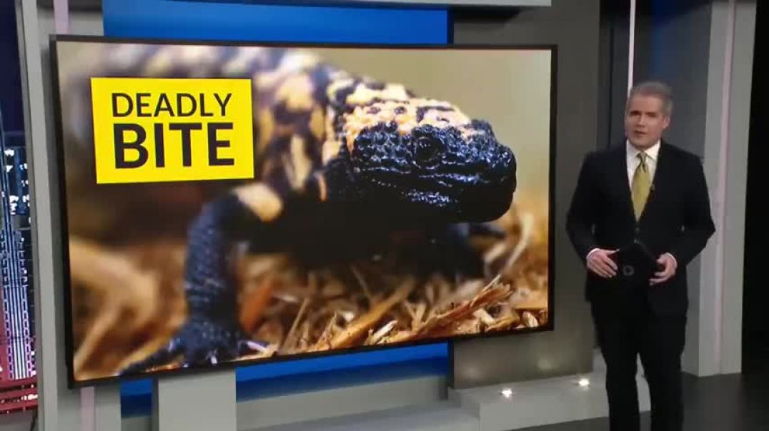 ⁣Experts weigh in after Gila monster bites, kills Colorado man