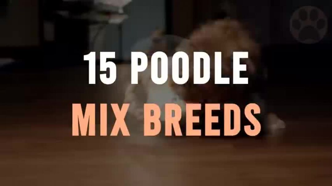 ⁣15 Poodle Mix Breeds That Will Melt Your Heart