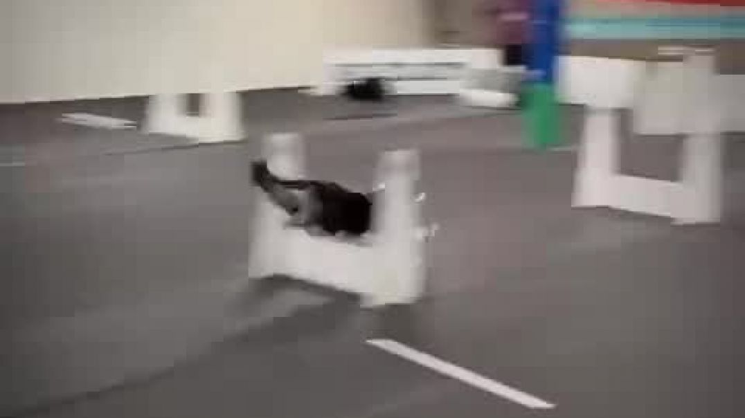 FASTEST DOG EVER #dogs #sports #flyball