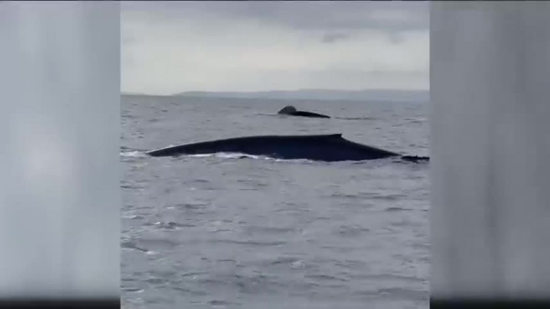 Watchers witness 100 Blue whales off the Mission Bay Coast