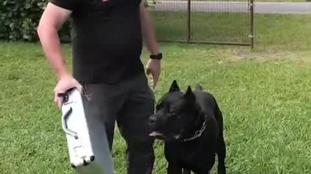 125-Lb Cane Corso PROTECTS Suitcase Full of Money