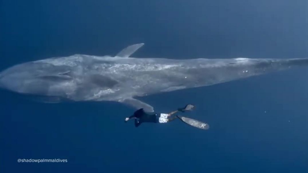 Diver swims alongside blue whale