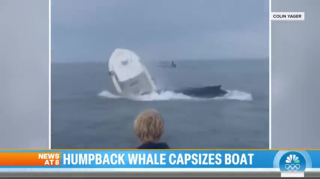 Watch Whale capsizes boat, sending 2 fishermen into the water