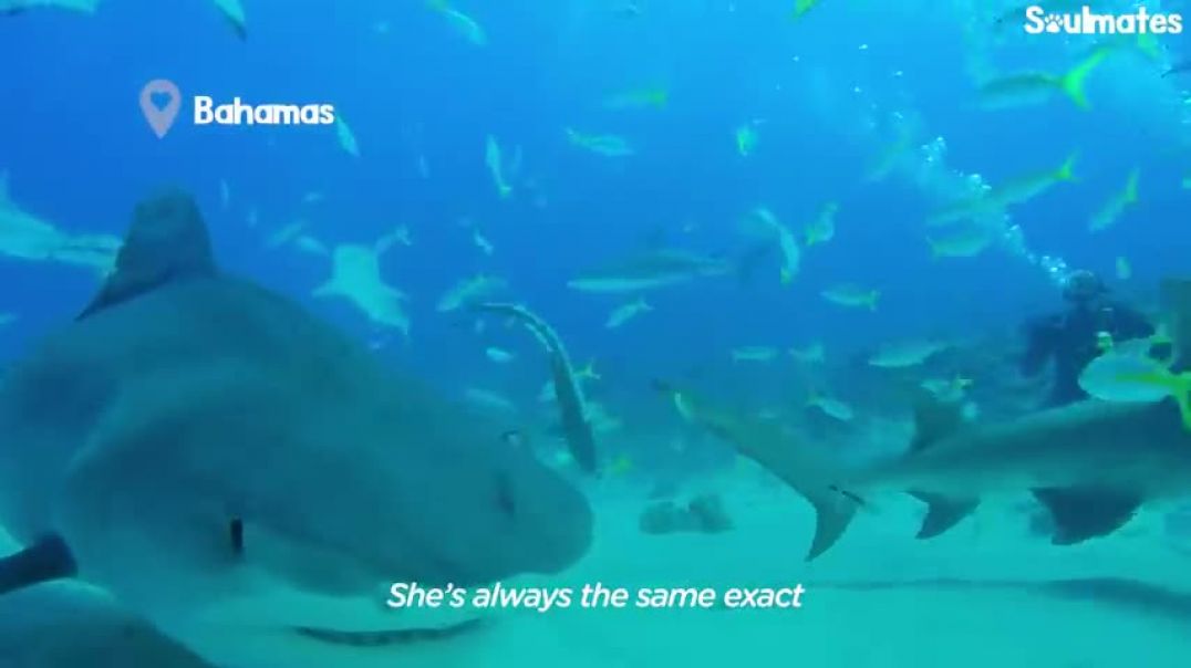 ⁣Wild Shark Recognizes Human Best Friend After They Were Separated For A Year    The Dodo Soulmates