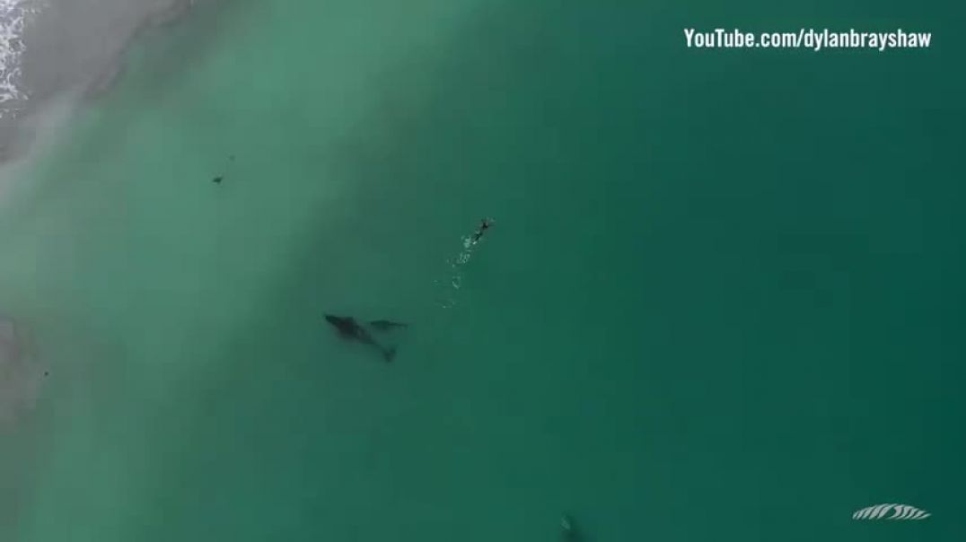 ⁣Orcas playing with swimmer at Hahei Beach, New Zealand (Original)
