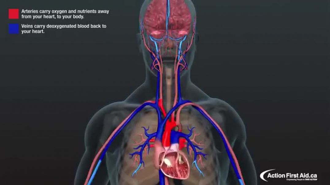 ⁣CPR in Action   A 3D look inside the body