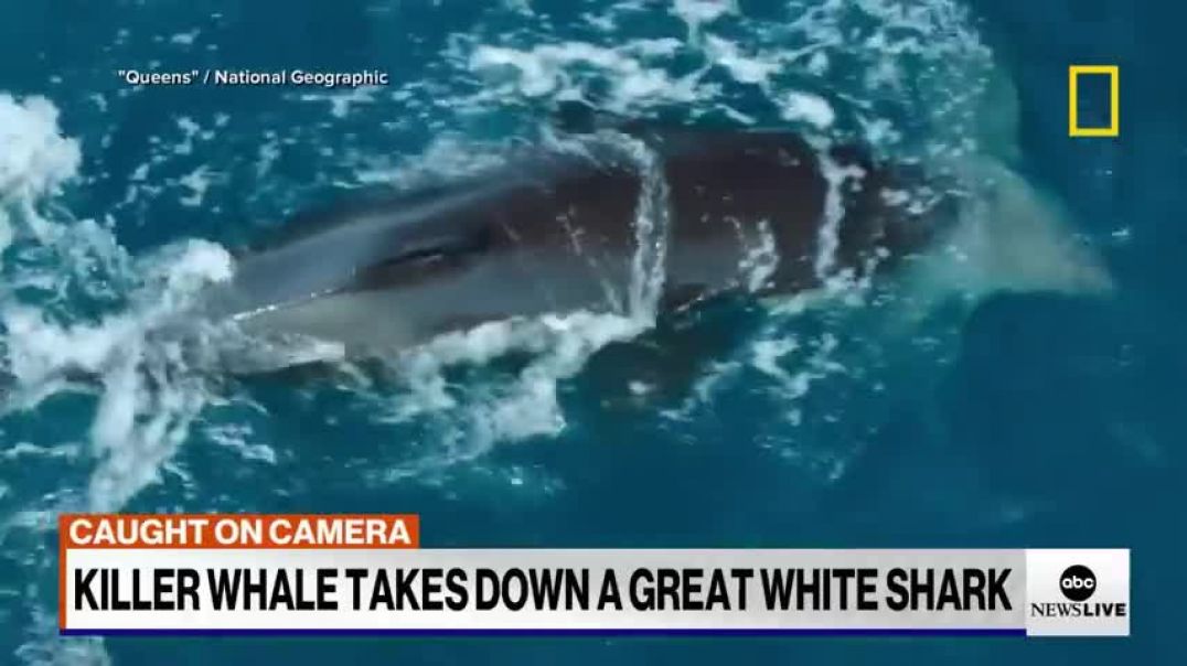 ⁣Orca takes down a great white shark on camera