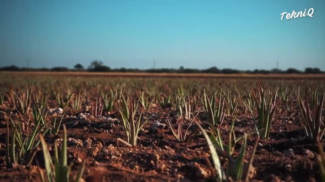 How They Process Millions of Fresh Aloe Vera Leaves in South Africa