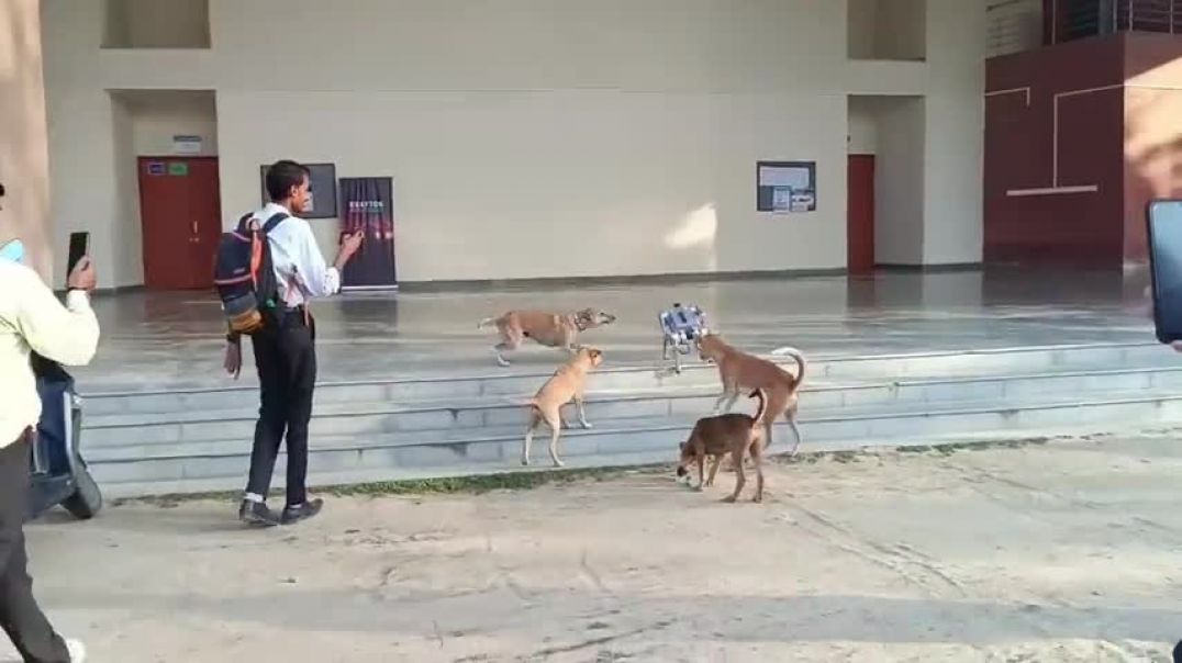 Dog Fighting with Robot   Dog Vs Robot In IIT Kanpur   #puppies #robotics #techkriti